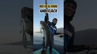 Ang sayasaya  ni @anglervher4689 huli ng Amberjak early morning #fishing #fish #fishingtechniques