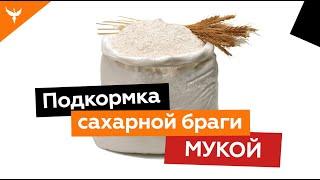 Подкормка сахарной браги мукой