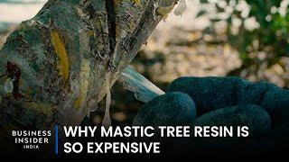 Why Mastic Tree Resin Is So Expensive  So Expensive