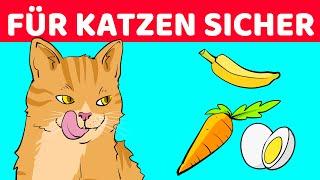 10 Menschliche Lebensmittel Die Gut Für Katzen Sind