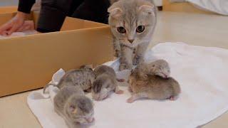 Baby kittens leaving their beds for the first time meow loudly.