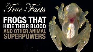 True Facts Frogs That Hide Their Blood