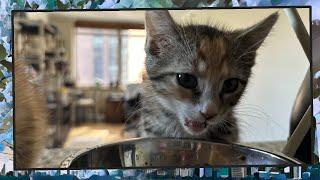 Foster Kitten Livestream S9 E32 - June 23 2024