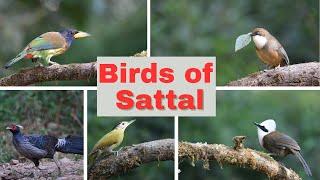 Birds of Sattal  Uttarakhand