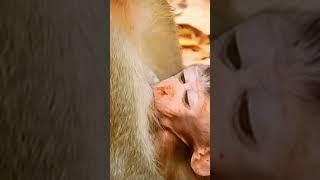 Baby monkey shocked when mom stops milk during weaning #Shorts