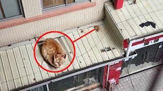 A Kitten Trapped on the Roof Across the Street for Two Days Without Food and Water