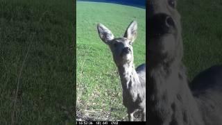 Capriolo in appennino #deer #animals #appennino