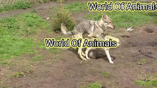 Wolf dogs mating in the field