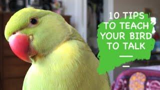 10 TIPS TO TEACH YOUR BIRD TO TALK  Simple tips