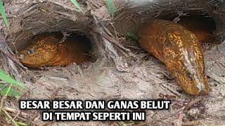 APA YANG ANDA RASAKAN ANDAI MANCING BELUT TERJADI SEPERTI INI