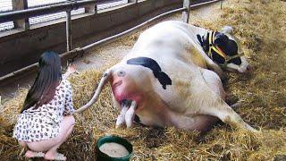 Manual Defecation of Cows Hand Milking BABY CALF BORN Incredible Smart Farming 2023