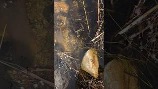 Beaver trapping with black widows stands