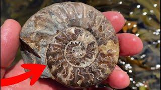 10 Fossil Hunting Mistakes
