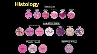 Introduction to Histology