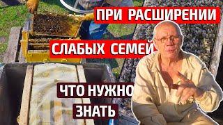 Когда расширять гнездо в слабых семьях