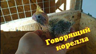 9 птенцов из 10 яиц в одном гнезде у кореллы  Говорящий корелла