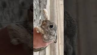 Conejo rescatado   #animales #viralshorts #viral #tonifero