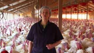 Turkey Farm & Processing Plant Tour Temple Grandin
