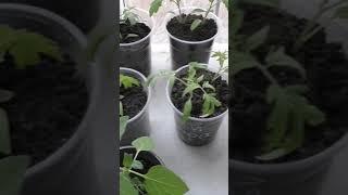 Советую огородникам попробовать выращивать рассаду помидоров перцев и баклажанов без пикировки