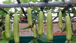 how to grow bottle gourd in old plastic buckets  bottle gourd growing tips  gardening 4u