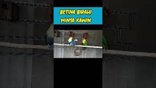 LOVEBIRD BETINA BIR4HI MINTA K4WIN #videoshorts #LovebirdBetinaBirahi