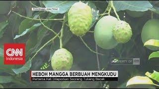 Heboh Mangga Berbuah Mengkudu