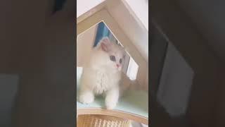 cutest cats2022 #Cats #CatsOfYouTube #CatsOnYouTube #YoutubeCats