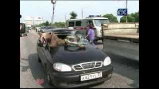 ДТП с лосем в Череповце. Road accident with an elk