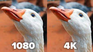 Can YOU see any difference? 1080 vs 4K revisited
