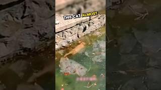 This cat almost drowned...  #animalrescue #shorts