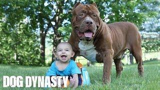 Giant Pit Bull Hulk & The Newborn Baby  DOG DYNASTY