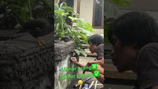 Manor orang    manor burung