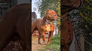 brown Pitbull ne kiya picha  #attitude_whatsapp_status