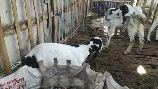 Solusi pakan mahal kambing