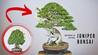 How to Refine a 250 Year Old Juniper  Bonsai-U