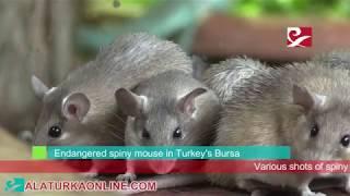 Endangered spiny mouse in Turkeys Bursa