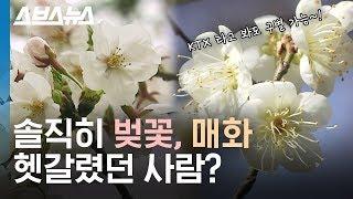 당신이 본 벚꽃이 벚꽃이 아니다? 헷갈리기 쉬운 벚꽃 매화 구분법  스브스뉴스