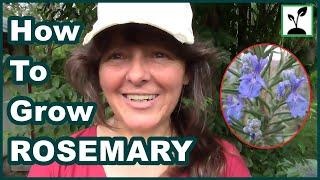 How To Plant Rosemary  Bucket And Container Gardening