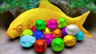 NEW Video Full Carp Koi Fish Catfish Crab Eel Egg  Fish Videos️ Stop Motion Funny ASMR  #7