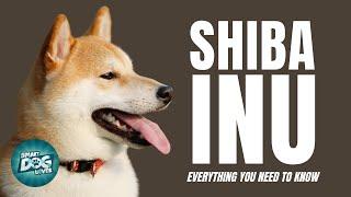 Shiba Inu Dogs 101 - Small Dog Big Attitude