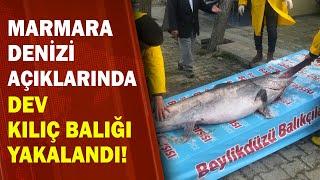 Marmara Denizinde Dev Kılıç Balığı Yakalandı  A Haber  A Haber