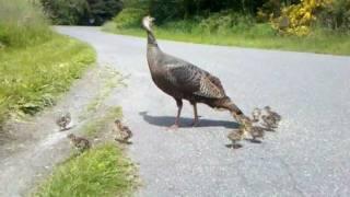 Turkey mom signals danger to her chicks. See what happens