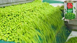 How Its Made Green Peas