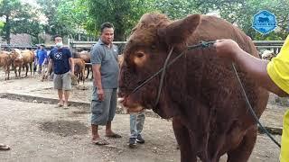 LIMOUSINE SUPER BOBOT 830 KG PASAR PAHING TULUNGAGUNGA