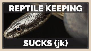 The 6 WORST Things about Reptile Keeping