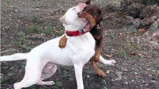 Doberman attack on dogo Argentino 