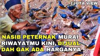 NASIB PETERNAK MURAI RIWAYATMU KINI AKIBAT PERSAINGAN HARGA SAMA PEDAGANG