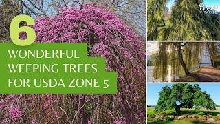 6 Wonderful Weeping Trees for USDA Zone 5