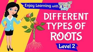 Different types of Root  Level 3  Tutway 