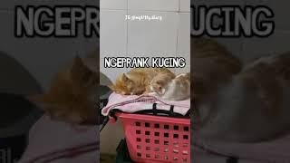 NGEPRANK KUCING